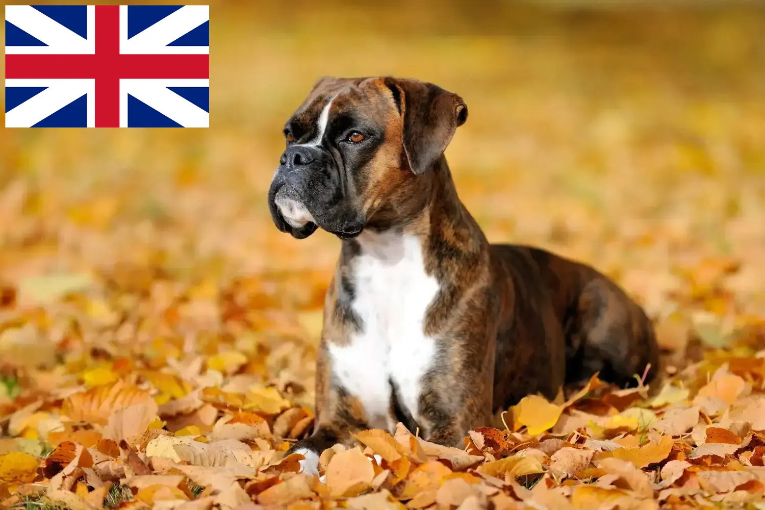 Read more about the article Boxer breeders and puppies in Great Britain