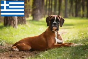 Read more about the article Boxer breeders and puppies in Greece