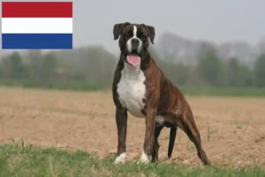 Read more about the article Boxer breeders and puppies in the Netherlands