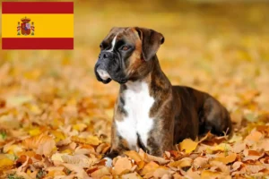 Read more about the article Boxer breeders and puppies in Spain