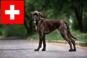 Read more about the article Boxer breeders and puppies in Switzerland