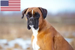 Read more about the article Boxer breeders and puppies in the USA