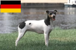 Read more about the article Brazilian Terrier breeders and puppies in Germany