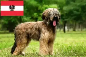 Read more about the article Briard breeders and puppies in Austria