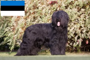 Read more about the article Briard breeders and puppies in Estonia