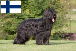 Read more about the article Briard breeders and puppies in Finland