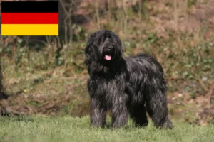 Read more about the article Briard breeders and puppies in Germany