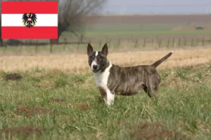 Read more about the article Bull Terrier breeders and puppies in Austria