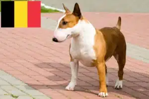 Read more about the article Bull Terrier breeders and puppies in Belgium