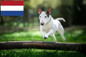 Read more about the article Bull Terrier breeders and puppies in the Netherlands