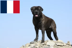 Read more about the article Bullmastiff breeders and puppies in France