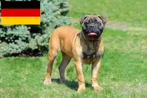 Read more about the article Bullmastiff breeders and puppies in Germany