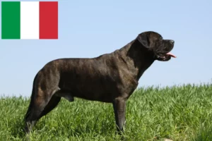 Read more about the article Bullmastiff breeders and puppies in Italy