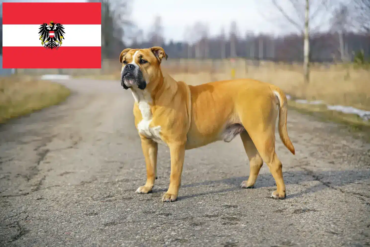 Read more about the article Ca de Bou breeders and puppies in Austria