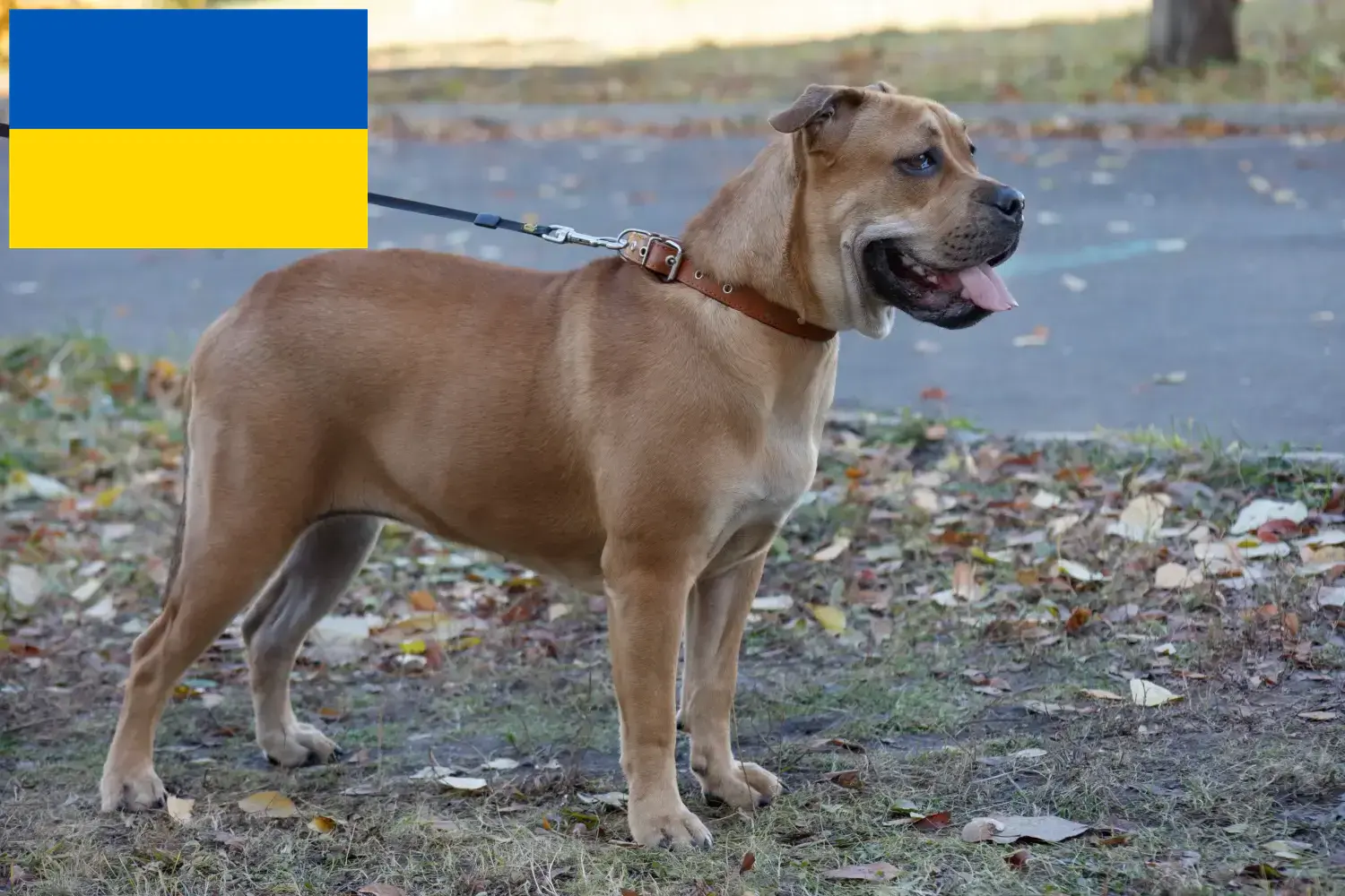 Read more about the article Ca de Bou breeders and puppies in the Ukraine