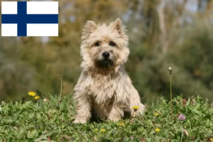 Read more about the article Cairn Terrier breeders and puppies in Finland