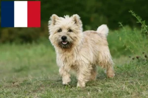 Read more about the article Cairn Terrier breeders and puppies in France