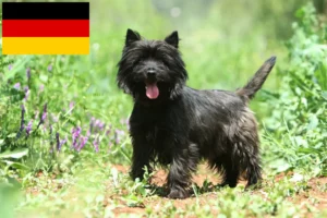 Read more about the article Cairn Terrier breeders and puppies in Germany