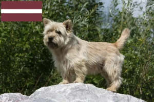 Read more about the article Cairn Terrier breeders and puppies in Latvia