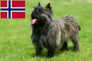 Read more about the article Cairn Terrier breeders and puppies in Norway