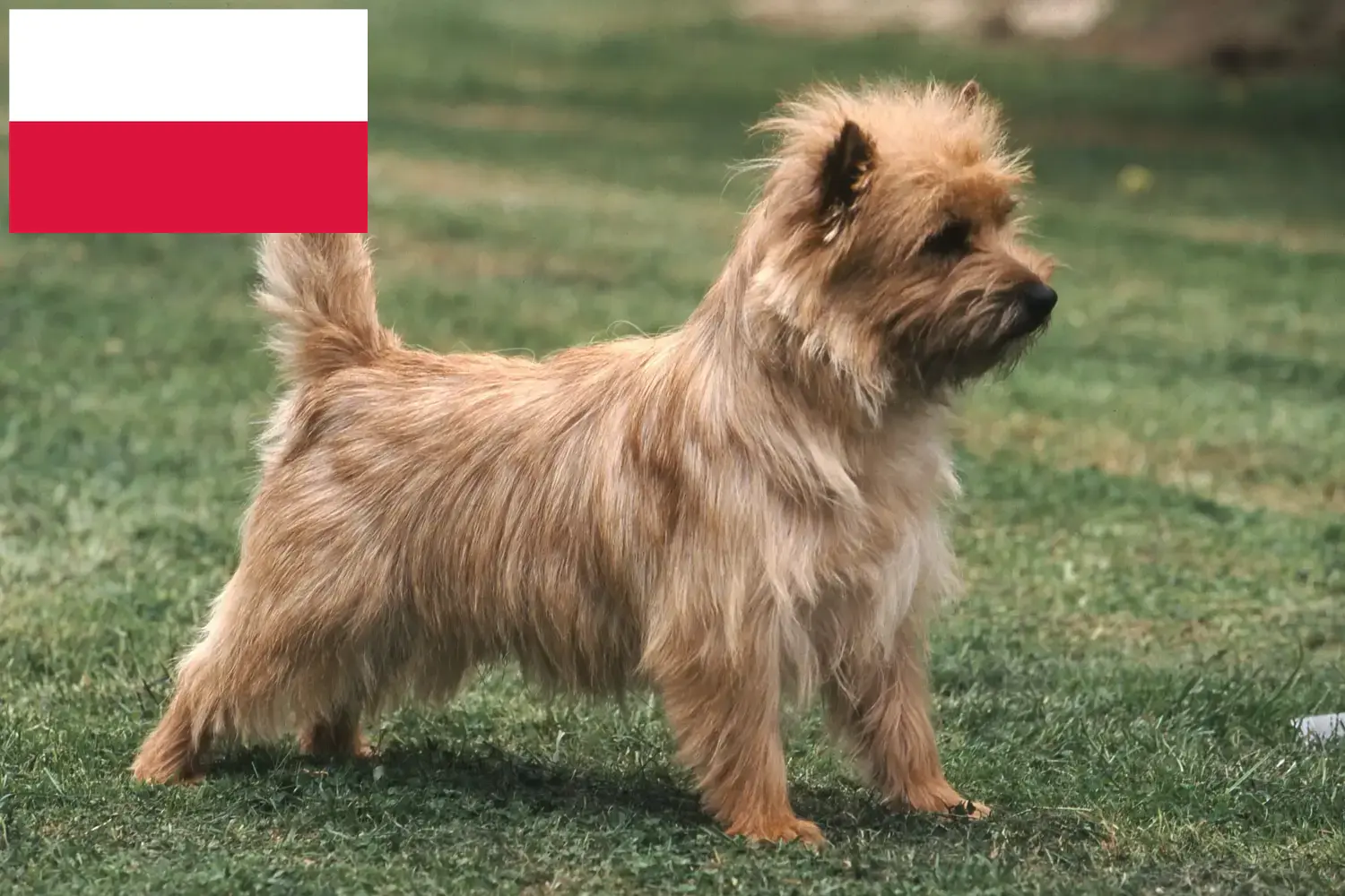 Read more about the article Cairn Terrier breeders and puppies in Poland