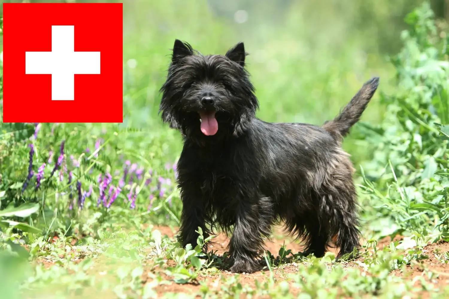 Read more about the article Cairn Terrier breeders and puppies in Switzerland