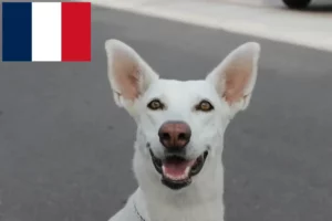 Read more about the article Canaan dog breeders and puppies in France
