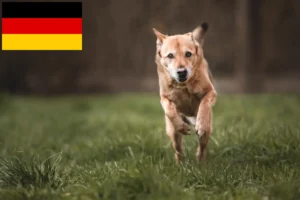 Read more about the article Canaan dog breeders and puppies in Germany