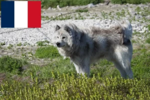 Read more about the article Canadian Eskimo Dog Breeder and Puppies in France