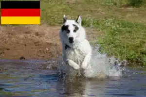 Read more about the article Canadian Eskimo Dog Breeder and Puppies in Germany