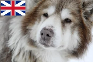 Read more about the article Canadian Eskimo Dog Breeder and Puppies in Great Britain