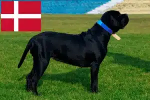 Read more about the article Cane Corso Italiano breeders and puppies in Denmark