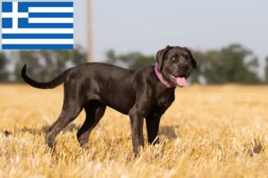 Read more about the article Cane Corso Italiano breeders and puppies in Greece