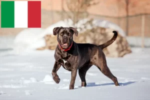 Read more about the article Cane Corso Italiano breeders and puppies in Italy