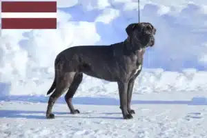 Read more about the article Cane Corso Italiano breeders and puppies in Latvia