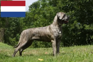 Read more about the article Cane Corso Italiano breeders and puppies in the Netherlands