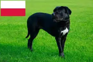 Read more about the article Cane Corso Italiano breeders and puppies in Poland