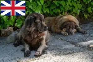 Read more about the article Cão Da Serra Da Estrela breeders and puppies in Great Britain