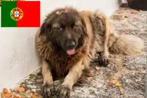 Read more about the article Cão Da Serra Da Estrela breeders and puppies in Portugal