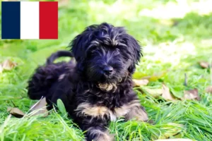 Read more about the article Cão da Serra de Aires breeders and puppies in France