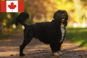 Read more about the article Cão de Agua português breeders and puppies in Canada