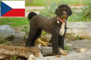 Read more about the article Cão de Agua português breeders and puppies in the Czech Republic