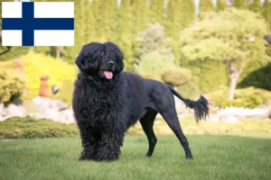 Read more about the article Cão de Agua português breeders and puppies in Finland