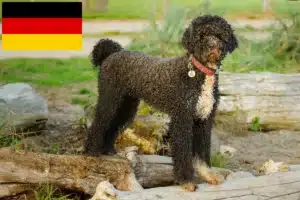 Read more about the article Cão de Agua português breeders and puppies in Germany