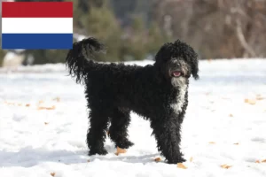 Read more about the article Cão de Agua português breeders and puppies in the Netherlands