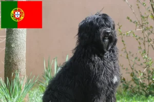 Read more about the article Cão de Agua português breeders and puppies in Portugal