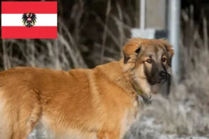 Read more about the article Caucasian Shepherd Dog Breeders and Puppies in Austria