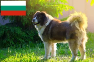 Read more about the article Caucasian Shepherd Dog Breeder and Puppies in Bulgaria