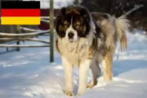 Read more about the article Caucasian Shepherd Dog Breeders and Puppies in Germany