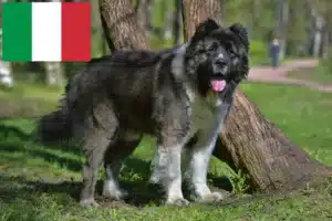 Read more about the article Caucasian Shepherd Dog Breeder and Puppies in Italy